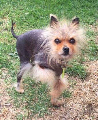 black male pomeranian