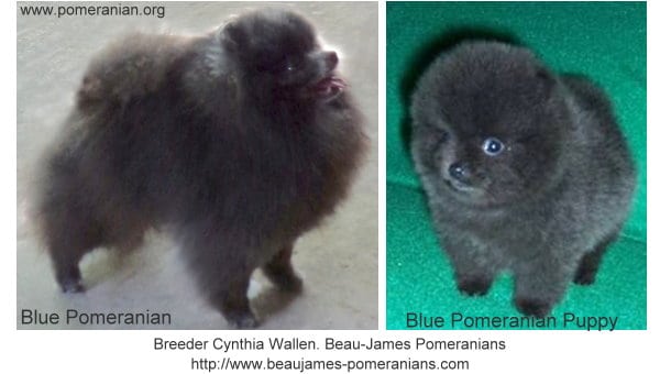 Blue Pomeranians bred by Beau James Pomeranians.