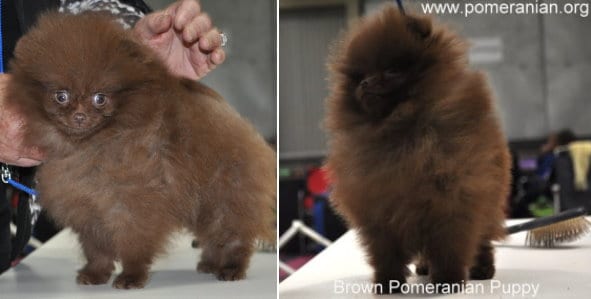 Chocolate Pomeranian Puppy