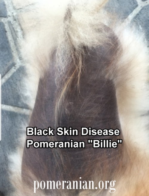 black-skin-disease-in-dogs-alopecia-x-pet-care-guides