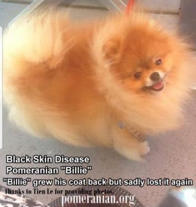 Black Skin Disease Pomeranian Black Skin Disease Pomeranian