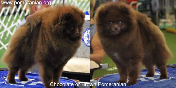 teacup pomeranian brown adult