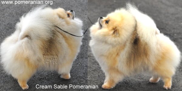 cream sable pomeranian puppies