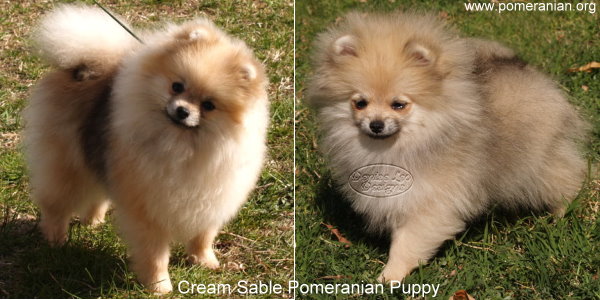 cream sable pomeranian puppies