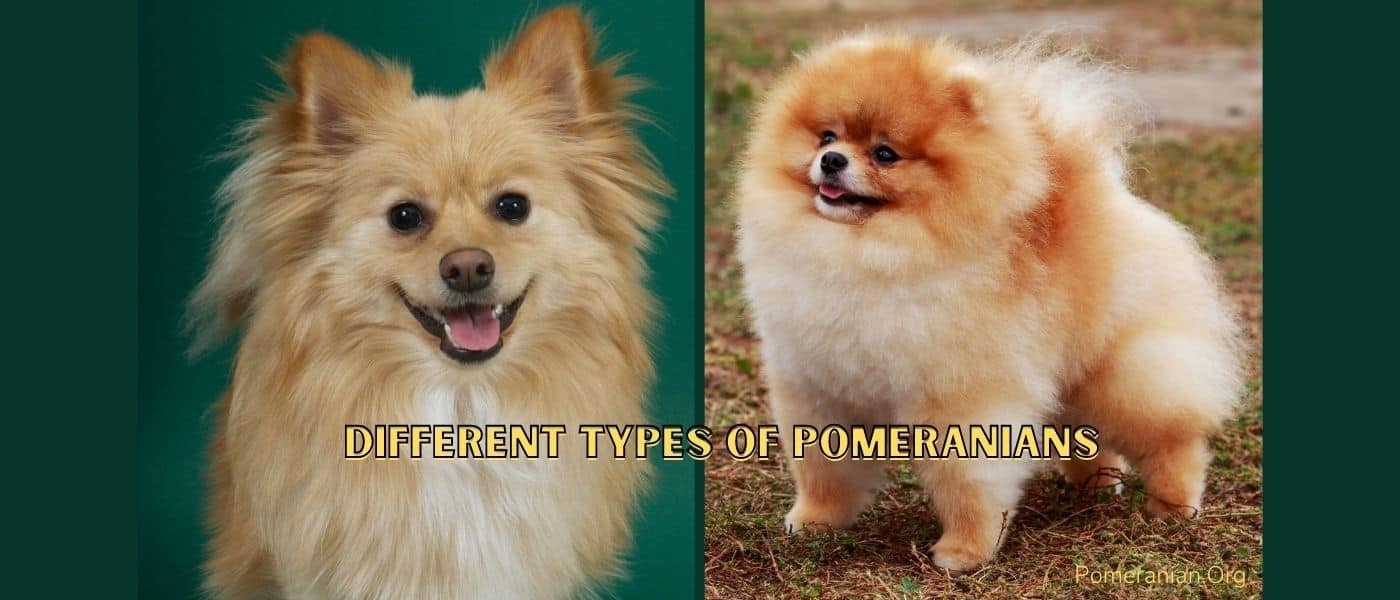 Different Types of Pomeranians