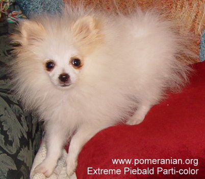 parti pomeranian