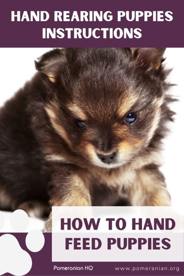 Hand Rearing Puppies Instructions How to Hand Feed Puppies