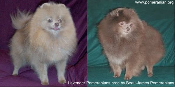 pomeranian silver