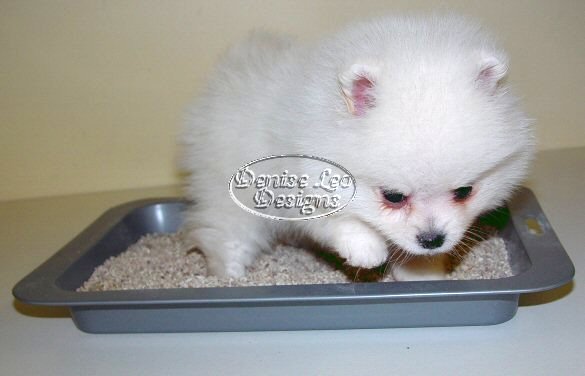 Pomeranian puppy 2025 toilet training