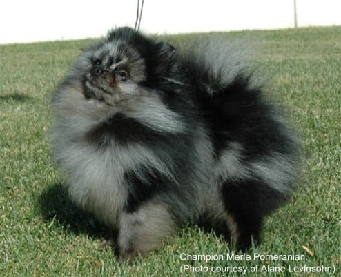 blue brindle pomeranian