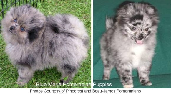 blue brindle pomeranian