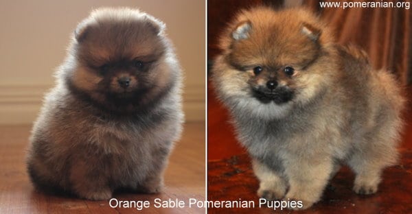 black and brown pomeranian puppies