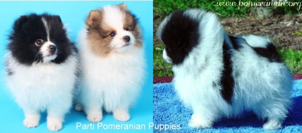 parti colored pomeranians