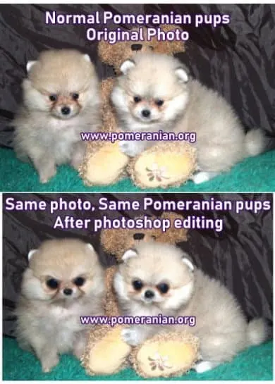 Pomeranian Fake Puppy Scam