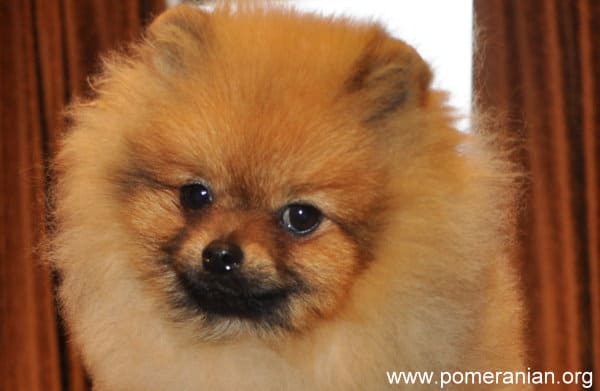 pomeranian barking pomeranians appropriate