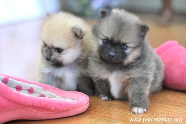 Pictures Of Baby Pomeranians 2024