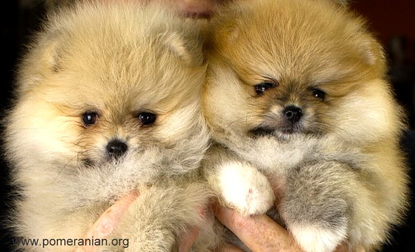 Pomeranian Puppies