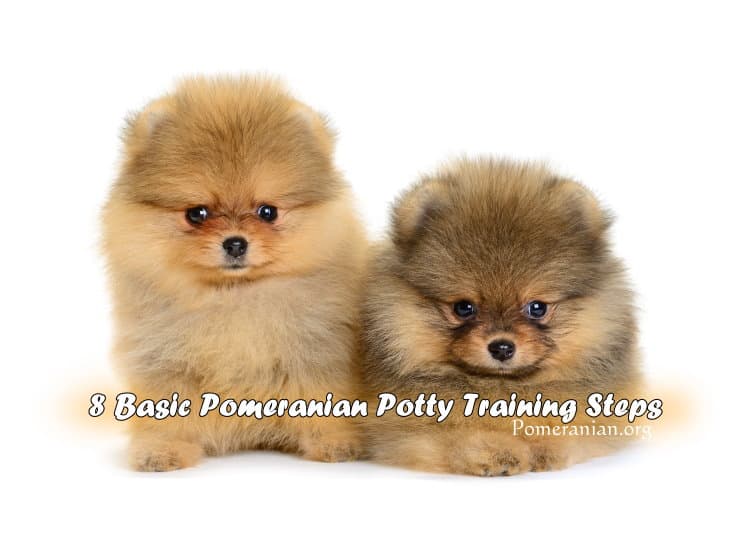 How to Potty Train a Pomeranian
