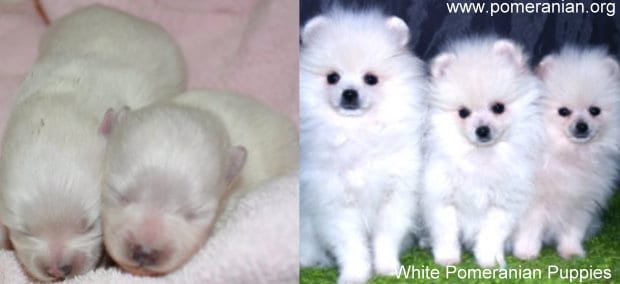 white pomeranian spitz