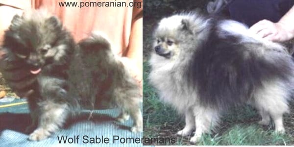 Wolf Sable Puppy and Wolf Sable Pomeranian Adult