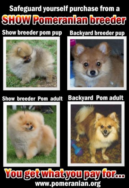 Pomeranian puppy from a Show Breeder versus Pet Shop Pomeranian or Backyard Breeder Pomeranian Puppy