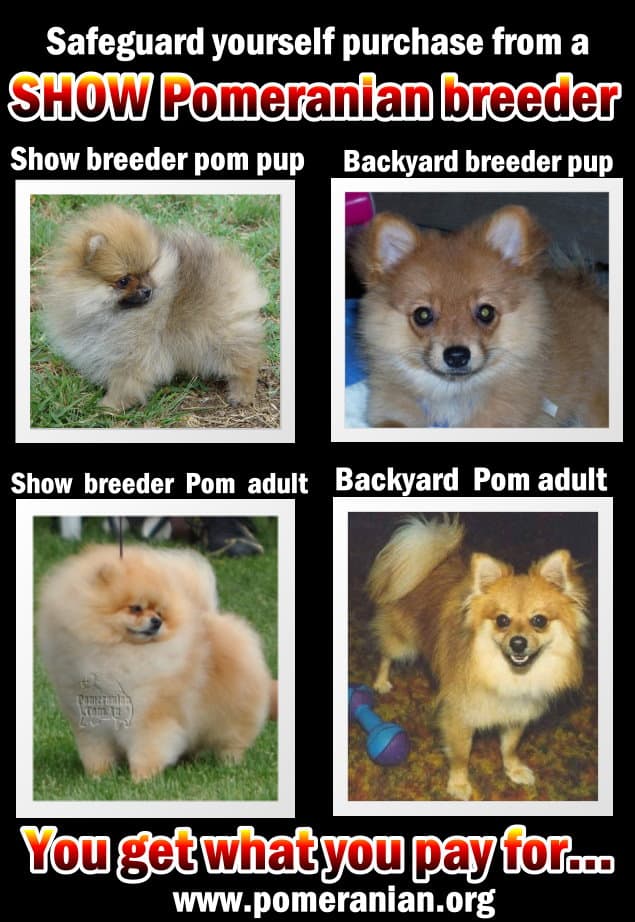 Pomeranian puppy from a Show Breeder versus Pet Shop or Backyard Breeder Pomeranian Puppy