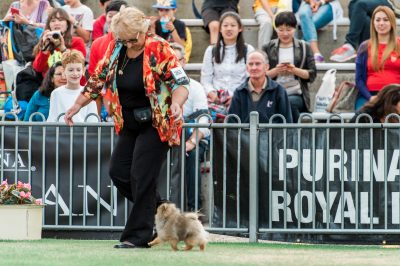 Denise Leo and a pomeranian at Sydney Royal