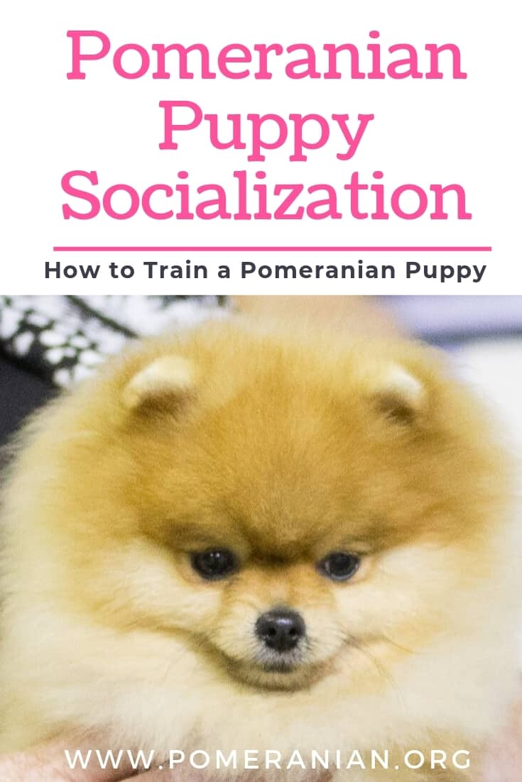 Pomeranian Puppy Socialization