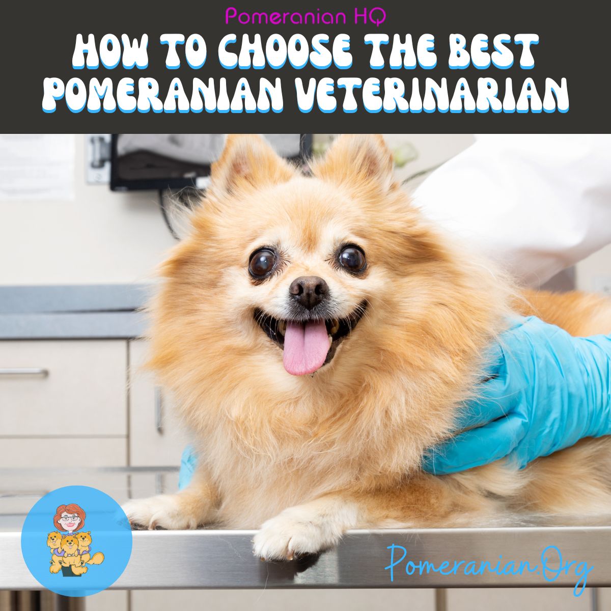 Pomeranian at Veterinarian