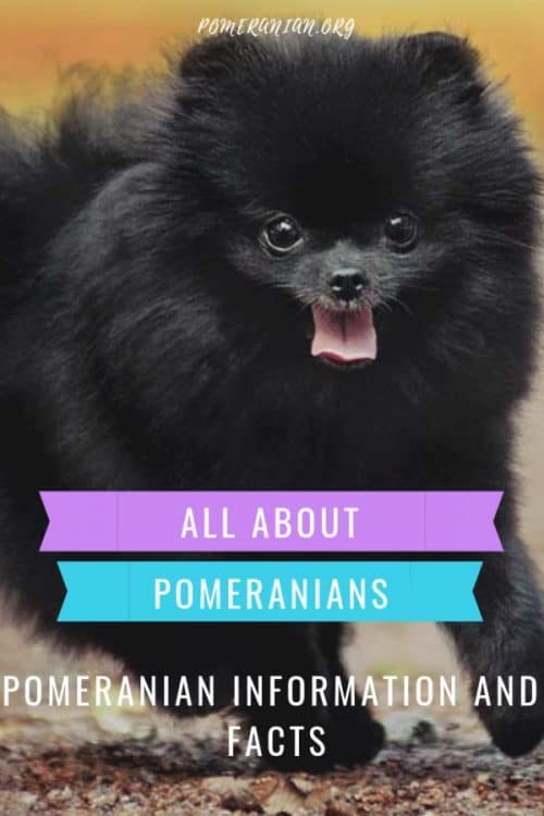 Pomeranian facts. All about pomeranians. Pomeranian Characteristics.