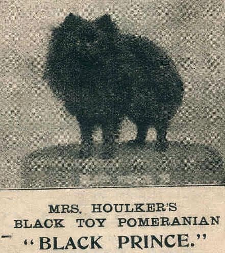 Black Toy Pomeranian from 1896. Mrs Houlker's Black Prince.