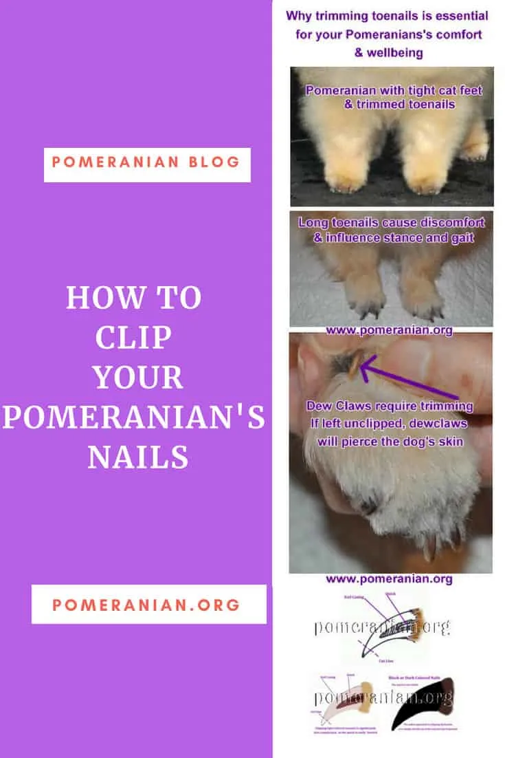 How to cut Pomeranian nails