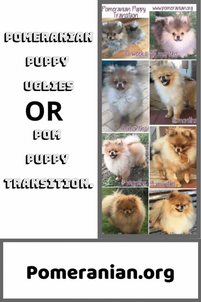 Pomeranian Puppy Uglies Before and After Pictures