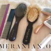 Best Pomeranian brush