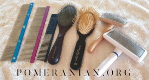 Best Pomeranian brush