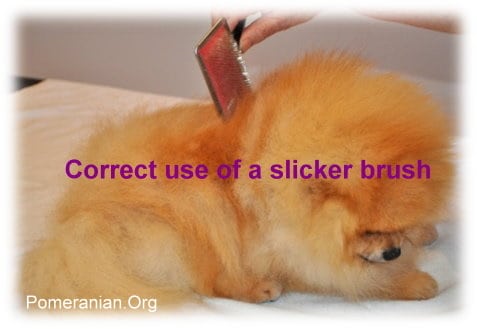 dog brush for pomeranians