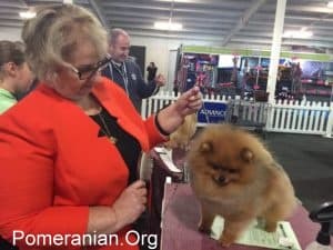 Denise Leo Grooming Pomeranian