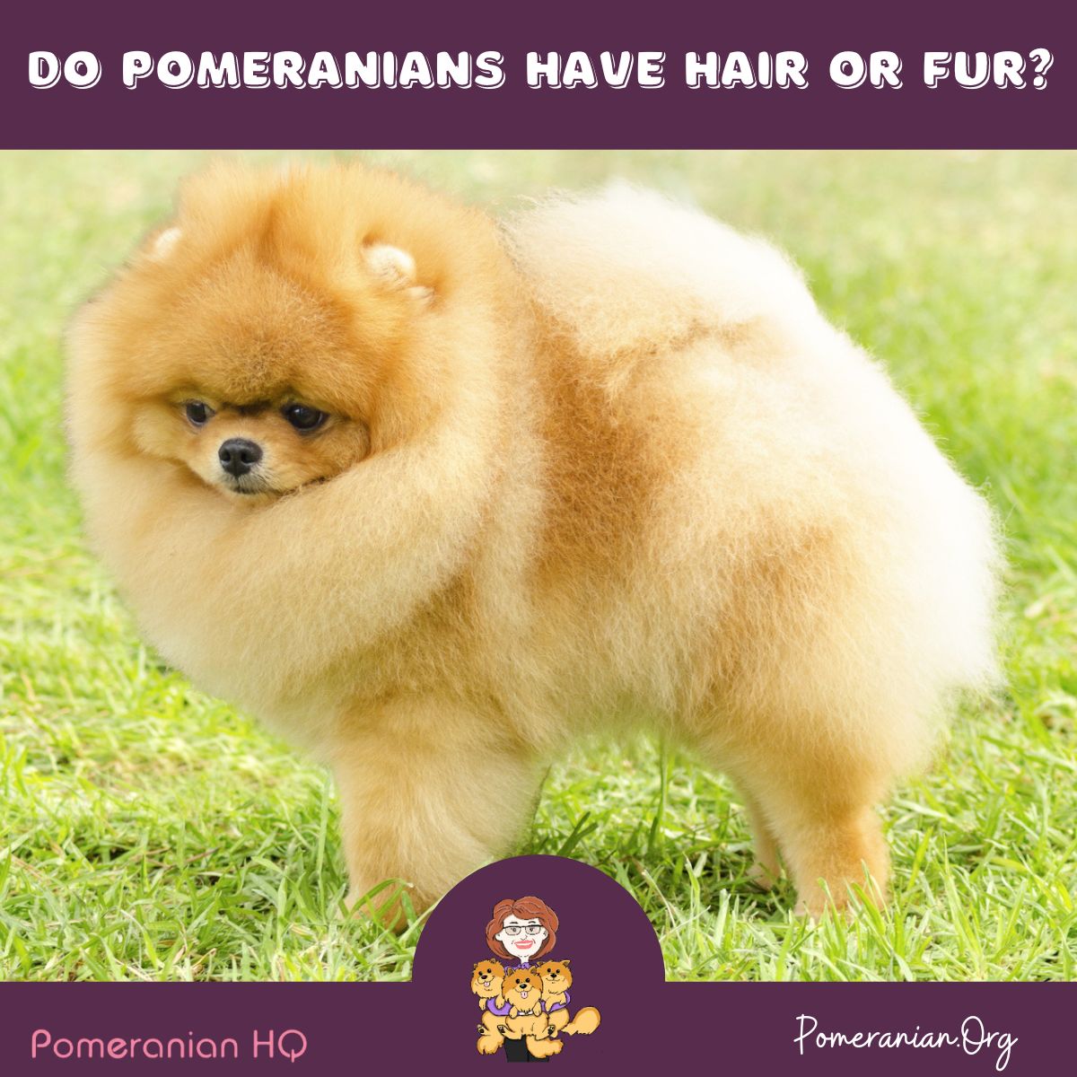 Do Pomeranians Have Hair or Fur?