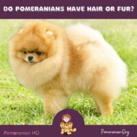 Do Pomeranians Have Hair or Fur?