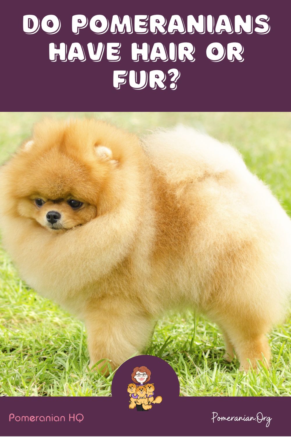 Pomeranian dog hot sale long hair