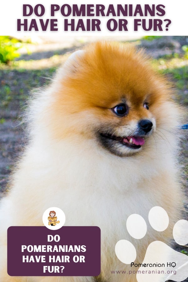 Do Pomeranians Have Hair or Fur?