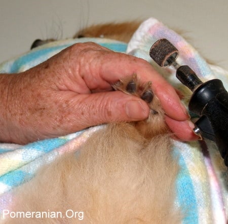 Grinding Pomeranian nails short with a grinder