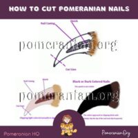 How to Cut Pomeranian Nails
