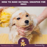 How to Make Oatmeal Shampoo for Dogs