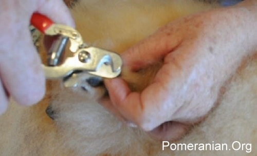 How to cut pomeranian nails