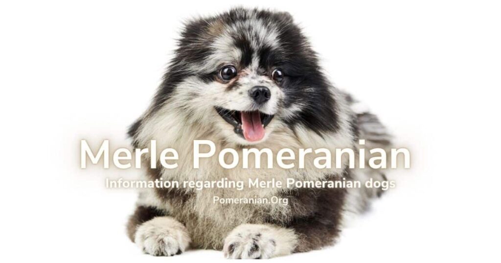 Merle Pomeranian Dog Information