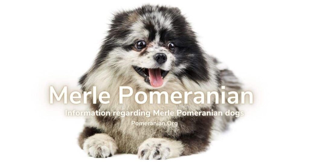 Blue merle hot sale pomeranian price