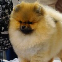 Pomeranian Dog