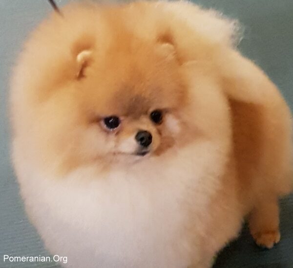 Pomeranian Dog