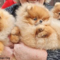 Pomeranian Puppies